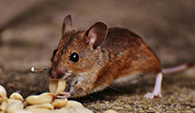 24 Hour & Emergency Exterminators in Milroy, PA